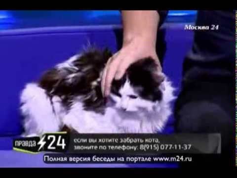 Шура устал от водки