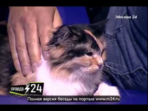 Игорь Гордин: «Сын скептически относится к русскому кино»