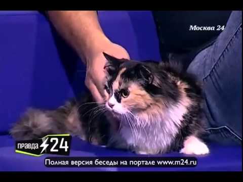 Игорь Гордин: «Кормим кота мы с Юлей, а хозяином он признает сына»