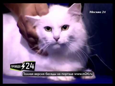 Кот от Алексея Воеводы