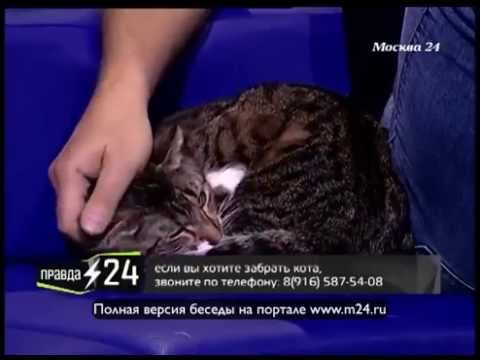 Кошка на пенсии