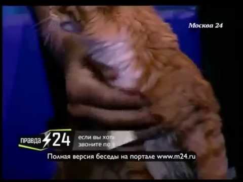 Евгений Хорошевцев переключился на собак