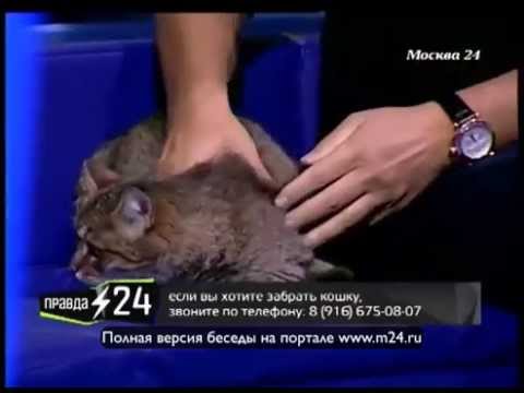 Марина Лошак вышла замуж чтобы завести питомца