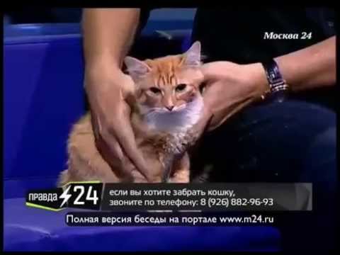 Валерий Сюткин: «Я сам собака»