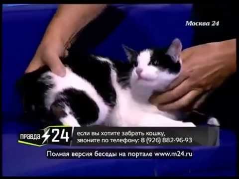 Кошка Анжелики Агурбаш