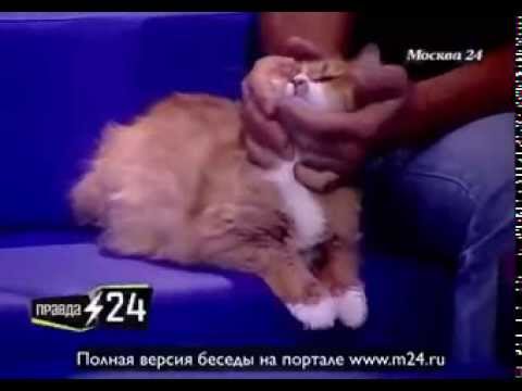 Кошки-хищники