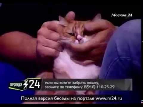 Красавица Эдгарда Запашного