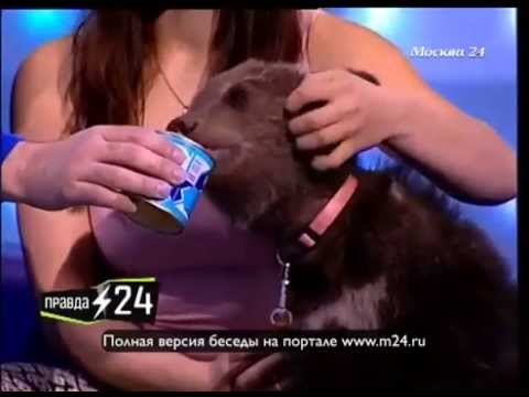 Целующийся медвежонок