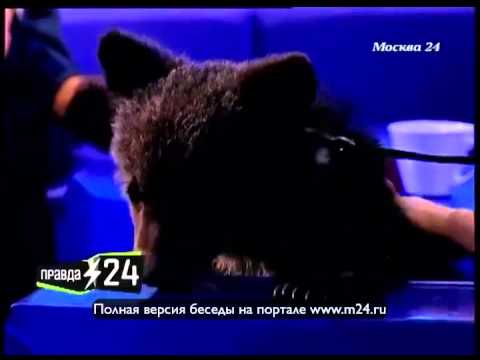 Эдгард Запашный: «Это не борьба за права животных, а борьба за рынок»