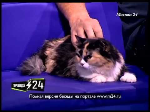 Специально обученная мышь