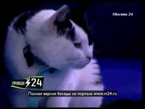 Алексей Кортнев: «Никас Сафронов будет рисовать шаржи»