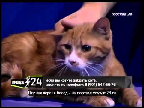 Животные в Коломенском