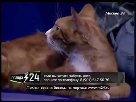 Смерть хипстеров