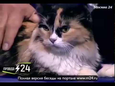 Лена Катина: «Мой кот любил ходить в туалет под ванну»
