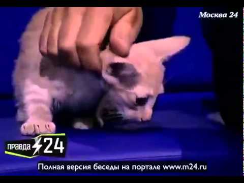 Алла Сигалова: «Ненавижу животных»