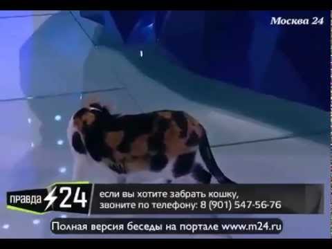 Информационный мостик