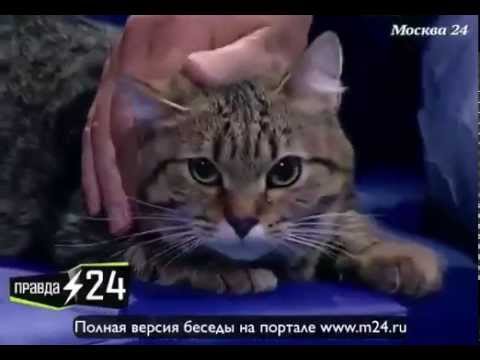 Александр Кутиков взял грех на душу