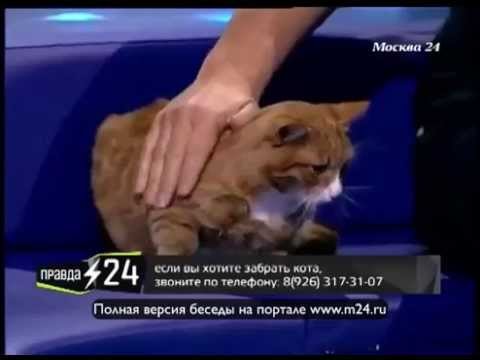 Такса котоненавистник