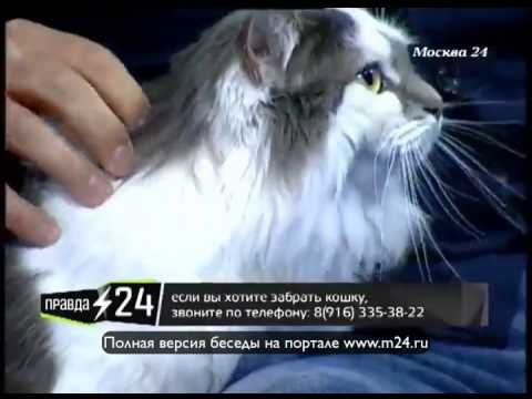 Кошки любят Евгения Фридлянда