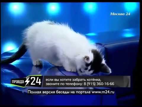 Владимир Пресняков помог „А-Студио“