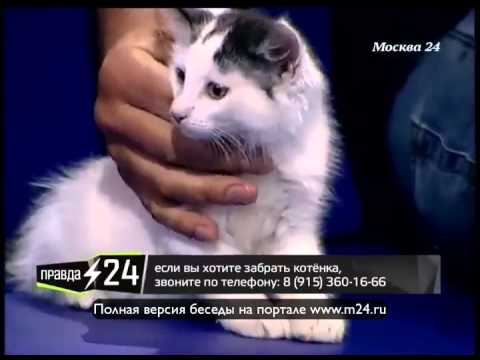 Лукас-младший