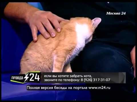 Виктор Сухоруков: «Кошка – член семьи»