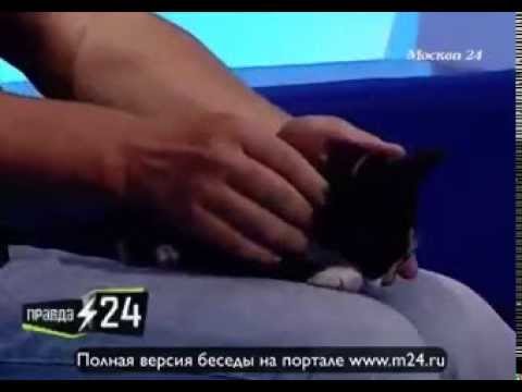 Трехцветных котов не бывает