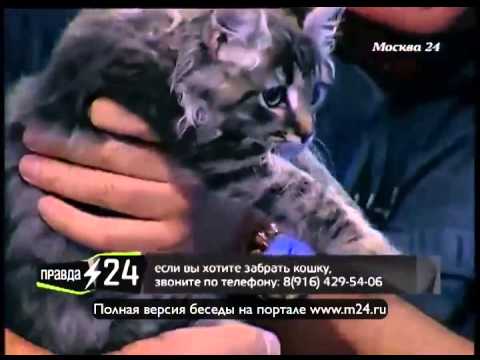 Евгений Маргулис нарек кошку Макаркой