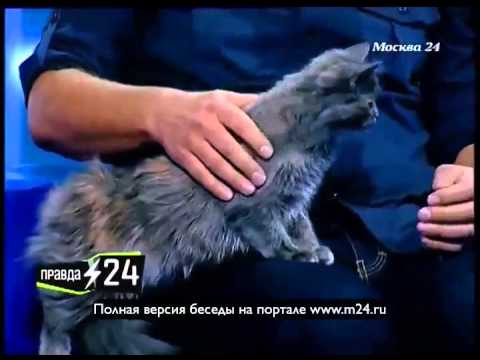 Гиперответственность мешает Антипенко завести кошку