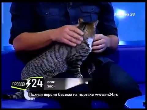 Маленький тигренок