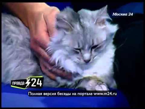 Перелюбленные бульвары Тишмана