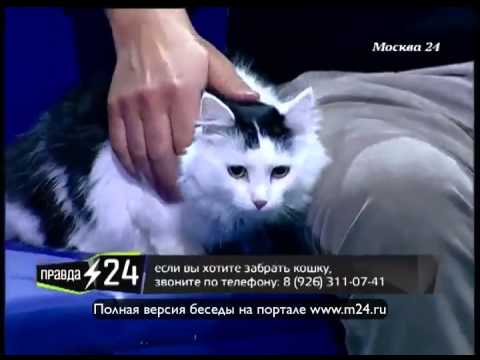 Кошка для Анатолии