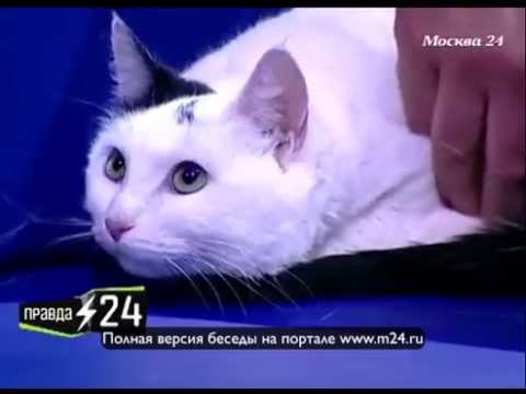 Фейсбукер Манучаров