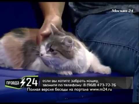 Политика для актеров