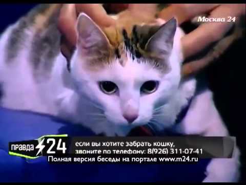 Шпиц Волосожар