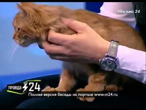 Почтенный кот Сургановой
