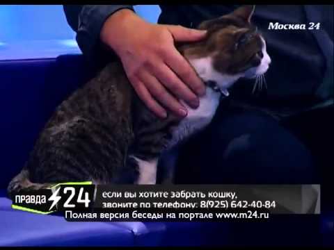 Кошка-балерина