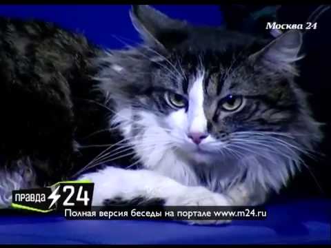 Мейн-куны Олешко