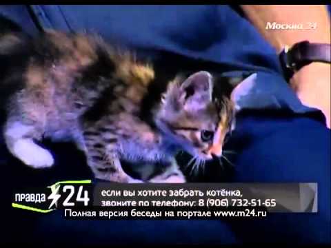 Пиетет к Фоменко